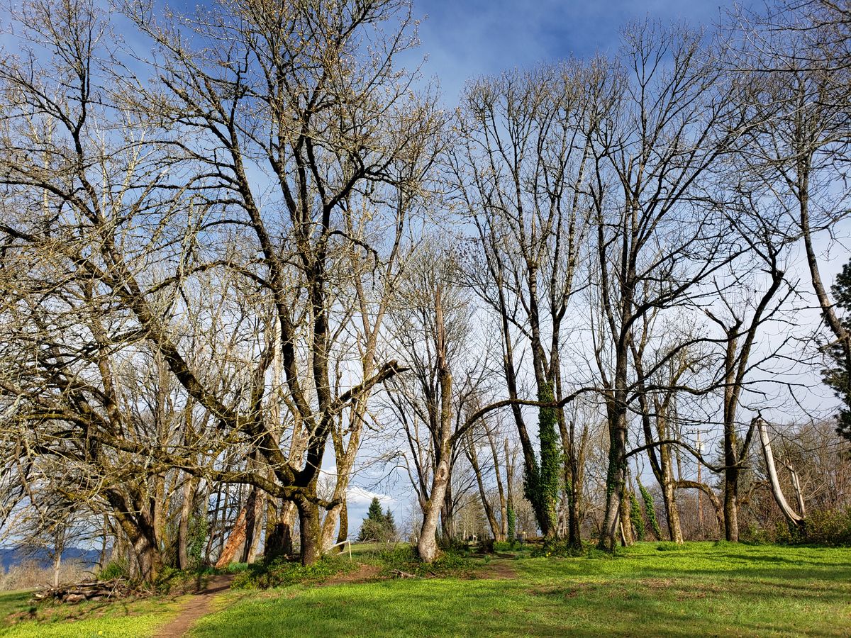 Wooded fairway with tall deciduous trees at Stewart Pond