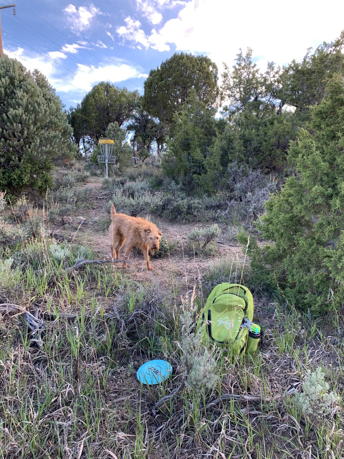 Dog and disc on the course with basket and junipers at Ward Mountain